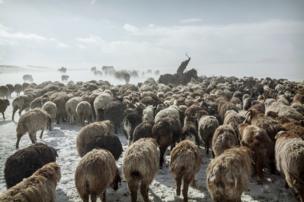 Herding animals through the snowy Altai Mountains in Mongolia - copyright Timothy Allen