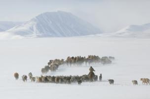 Herding animals through the snowy Altai Mountains in Mongolia - copyright Timothy Allen