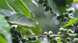 Coffee beans in Burundi