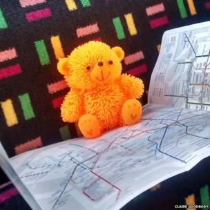 Teddy reading a map