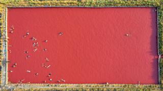 Image shows pink swimming pool from way up high