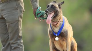 K9 Killer with his medal