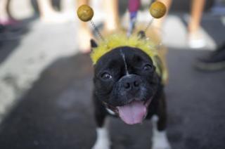 Dog at Brazil's 4-footed Carnival