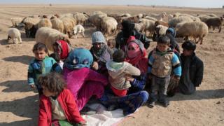 Internally displaced Syrians who fled Raqqa city rest near sheep in northern Raqqa province (6 February 2017)