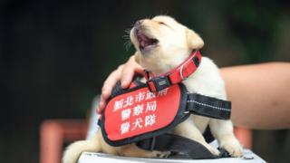 Puppy