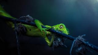 Iguana