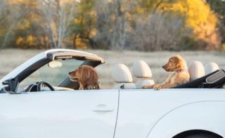 A dog appears to be driving another dog in a convertible car.