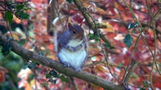 Autumn Squirrel by Lauren Smewing 16-18 years Highly Commended