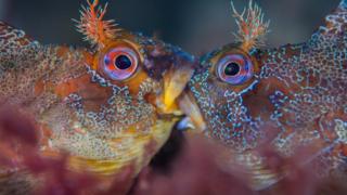 Two tompot blennies battling