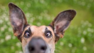 A dog looking straight down the camera.