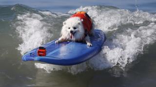 surfing dog