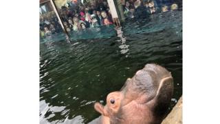 Fiona the baby hippo in water