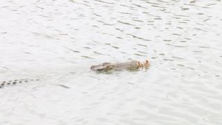 Crocodile swimming