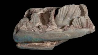 The opalised partial lower jaw of a new plant-eating dinosaur, Weewarrasaurus pobeni,