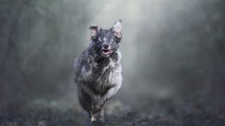 Dog running