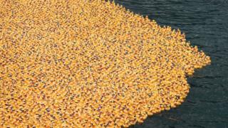 rubber ducks
