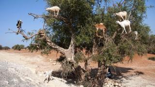 Goats on a tree in Morocco