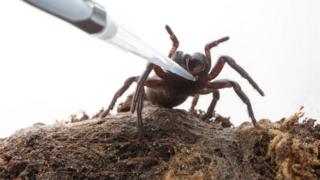 Funnel web spider being milked