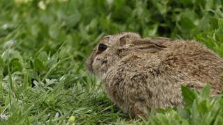 Rabbit