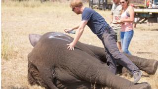 Prince Harry and an Elephant