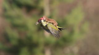 Woodpecker flying with weasel on back, Hornchurch Essex