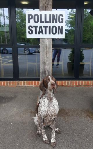 Dog at polling station