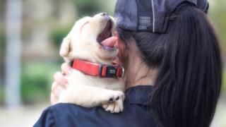 Puppy