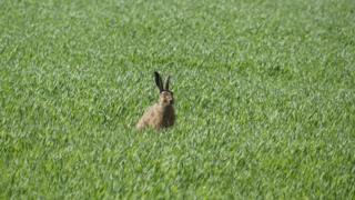 brown hare