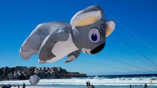 koala-kite