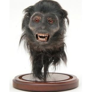 Monkey head