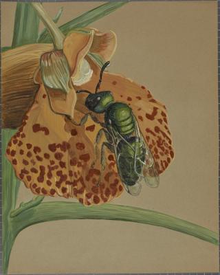 Dwarf metallic bee Boyden, Douglas 1949 DTR Rancho Grande expeditions