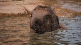 Young-elephant-playing-in-the-water.
