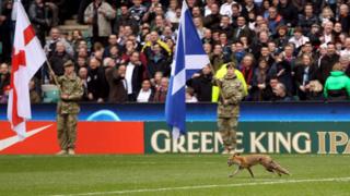 Fox on pitch during 6 nations rugby match.