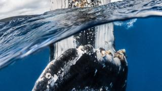 A Humpback Whale
