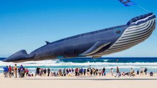 whale-kite