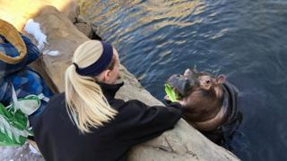 Fiona the baby hippo being fed