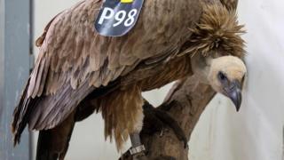 A vulture stands on a tree branch after receiving treatment at a veterinary clinic in the Wildlife Hospital of Ramat Gan Zoo Safari near Tel Aviv, on 29 January 2016