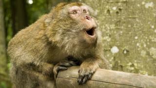 Macaque