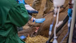 Vets-give-treatment-to-elephant-who-is-sedated.