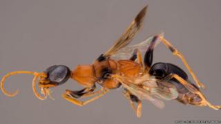 Ampulex dementor wasp