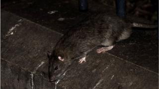 A rat in Paris