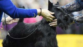 Scottish terrier