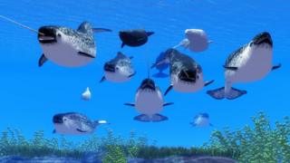 narwhals