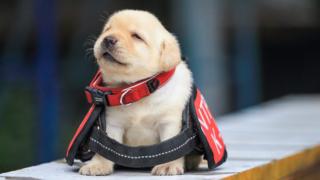 Puppy