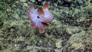 Pulpo dumbo
