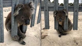 Koala with his head stuck