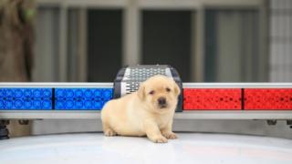 Puppy