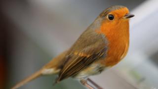 Robin