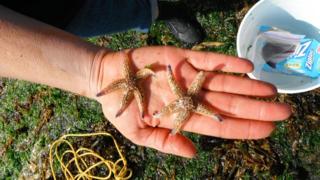 Asian amur sea stars