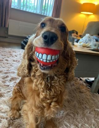 A dog that looks like it has false teeth.